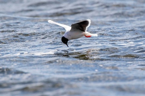 Little Gull (Hydrocoloeus minutus) flying, Romania