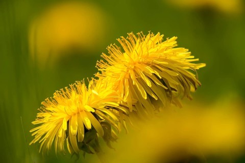 Asteraceae, common dandelion, daisy, dandelion, dandelion, taraxacum officinale agg., flora,