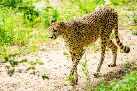 Cheetah (Acinonyx jubatus) walking around on the ground, Germany