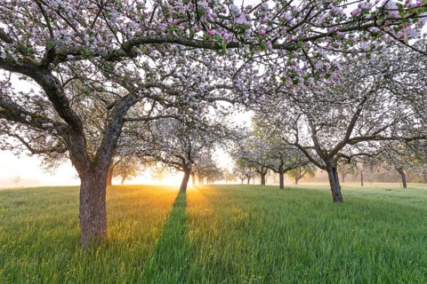 Fresh blossom, morning light, ground mist... simply magical! Foothills orchard meadow in bloom -