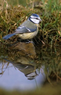 Blue tit, parus caeruleus, bath, bird bath, birds, high size, portrait format, tits, mirror,