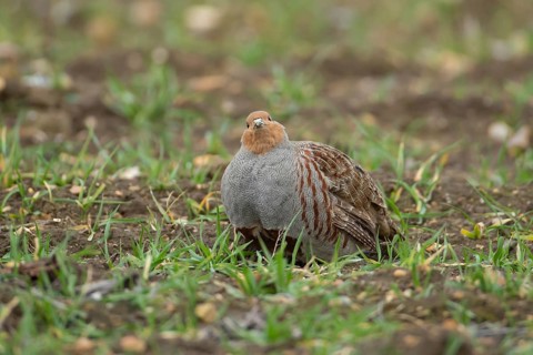 Grey or English or Hungarian partridge (Perdix perdix) adult game bird in a farmland cereal field,