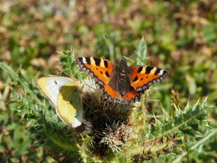 Two butterflies – one orange (the Small tortoiseshell, Aglais urticae) and one yellow – are perched