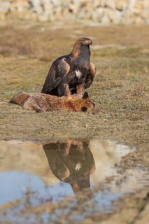 One golden eagle (Aquila chrysaetos) sitting in bright sunlight on a wet meadow, feeding on a dead