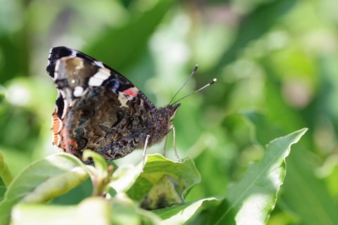 Red Admiral (Vanessa atalanta), close-up, colourful, sunlight, pretty, the butterfly is perched on