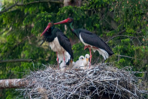 Black stork, ciconia nigra, black stork, birds, breed, brood, ciconiiformes, nest, walking birds,