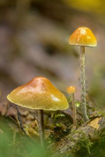 Agaricus marginatus, hermit sulfur head, sociable sulfur head, hypholoma marginatum, naematoloma
