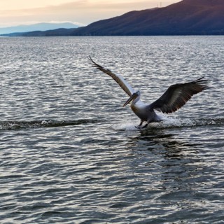 A single Dalmatian pelican (Pelecanus crispus) lands, birdwatching, dawn, Lake Kerkini, Central
