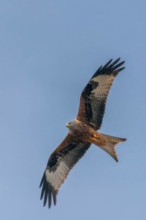 Accipitriformes, Milvus Milvus, Red Kite, Red Kite, Birds, Flying, Flight, Birds of Prey, High