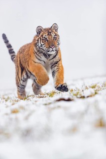 One young Siberian Tiger, Panthera tigris altaica, running over snowy meadow with dense fog in the