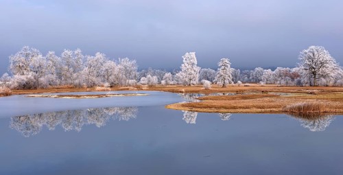 Frozen pond and trees in hoarfrost, nature reserve, Schoren, Mühlau, Freiamt, Aargau Canton,
