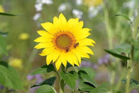 Sunflower (Helianthus annuus), honeybees (Apis), yellow, flower, pollen, Two bees collecting nectar