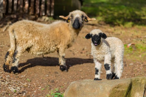 A female Valais Blacknose sheep and its lamb (Avis Aries) stand on a pasture on hilly ground