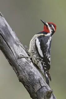 Red-naped Sapsucker (Sphyrapicus nuchalis) male, Alberta, Canada