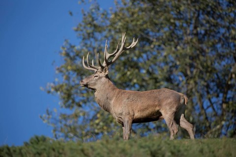 Red Deer stag at the rutting season. With trees in background