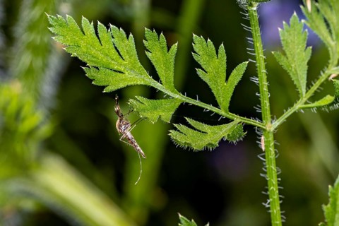 A grasshopper perched on a green leaf in a nature reserve, a mosquito in the grass near