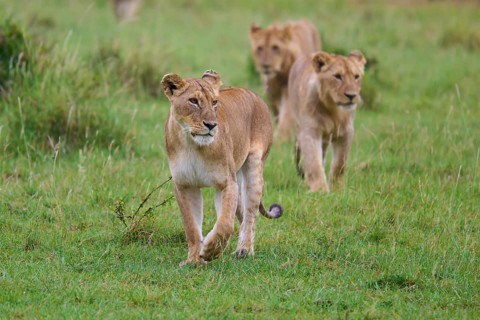 Three lions stride cautiously through the green grass, lion (Panthera leo), Masai Mara National