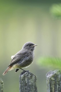 Black Redstart (Phoenicurus ochruros) juvenile, Thuringia, Germany