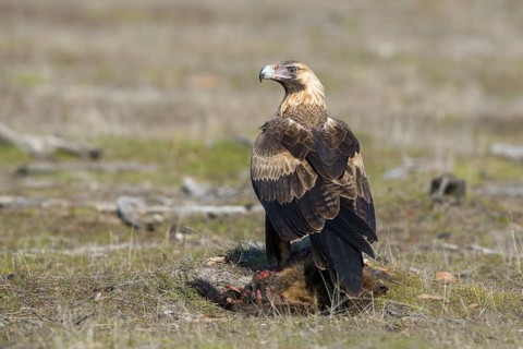 Wedge-tailed Eagle (Aquila audax) young bird on the carcass of a Eastern grey kangaroo (Macropus