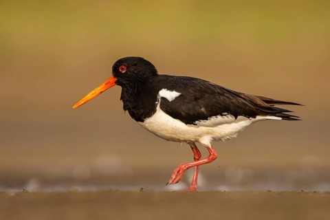 Eurasian Oystercatcher (Haematopus ostralegus) female, North Rhine-Westphalia, Germany