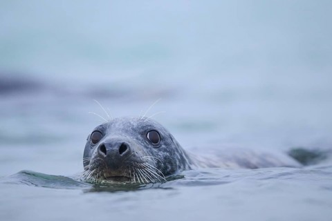 Grey seal (Halichoerus grypus) looking out of the water while swimming in the sea, Düne, Helgoland,