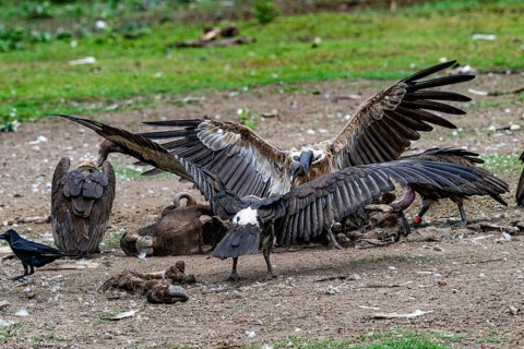 Vulture, slender-billed vulture (Gyps tenuirostris), Chitwan National Park, Terai, Nepal