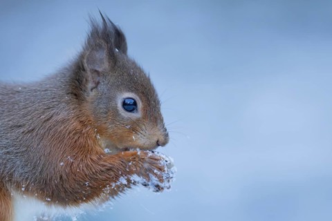 Red squirrel (Sciurus vulgaris) adult animal eating a nut in snow in winter, England, United