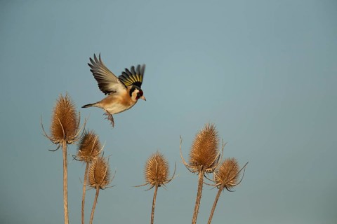 European goldfinch (Carduelis carduelis) adult bird in flight taking off from a Teasel (Dipsacus