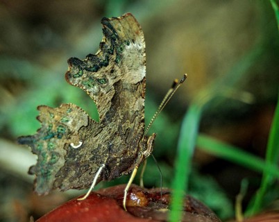 C-butterfly, comma butterfly, nymphalis c-album, polygonia c-album, butterfly, insects, butterfly,