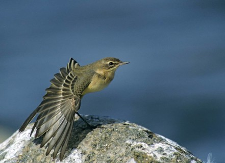 Motacilla Flava, Sheeptail, Western Yellow Wagtail, Meadowtail, Yellow Wagtail, Birds, Plumage