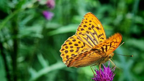 Butterfly, Emperor (Argynnis paphia) with bright orange wings, close-up on a purple flower, green