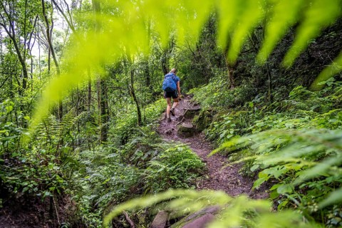 Tourist hiking through pristine mountain forest, Ukhahlamba-Drakensberg Park, KwaZulu-Natal,