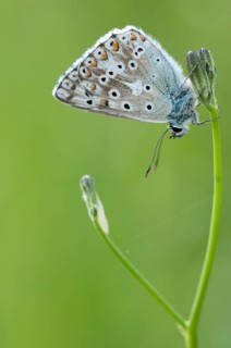 Lysandra coridon, polyommatus coridon, silverblue, silvergreen blue, butterfly, chalkhill blue,