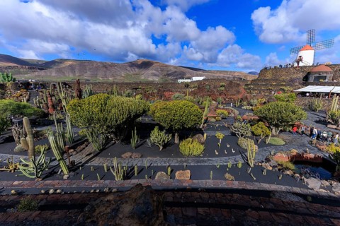 Lanzarote, Canary Islands, Spain, Europe, Cesar Manrique Jardin de Cactus near Guatiza, cactus