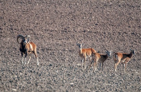 Artiodactyla, even-toed ungulate, mouflon, mouflon, mouflon, ovis gmelini musimon, cloven-hoofed,