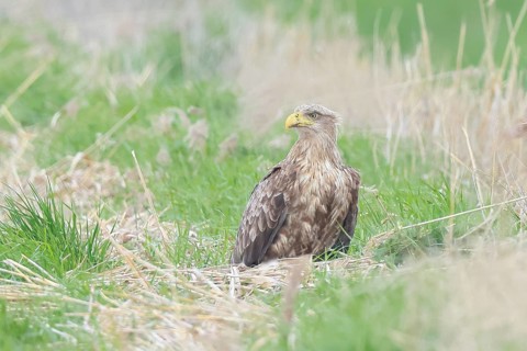 White-tailed eagle (Haliaeetus albicilla) Alltvogel, adult white-tailed eagle, sitting in a meadow,