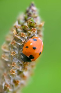 Coccinella septempunctata, seven-spotted ladybird, beetle, coleoptera, high size, portrait format,