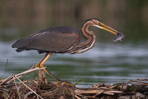 Purple Heron (Ardea purpurea) with fish prey in beak, Subotica, Serbia
