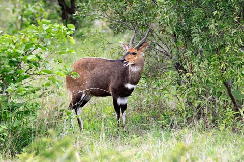 Cape bushbuck (Tragelaphus sylvaticus), adult, male, alert, foraging, Kruger National Park, South