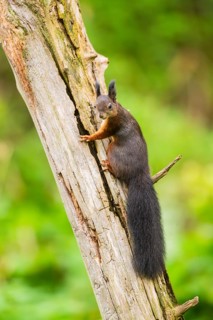 Red squirrel (Sciurus vulgaris) sitting on an old wrotten tree trunk in a forest, Bavaria, Gernany
