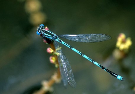 Azure damselfly, cercion lindenii, goblet-marked damselfly, cup azuremaid, sapphire eye,