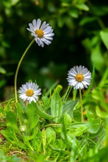Asteraceae, Bellis Perennis, daisy, daisy, flower flower, flower flower, thousandschön, daisy,