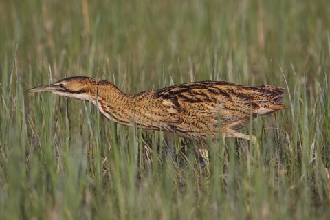 Eurasian Bittern (Botaurus stellaris) foraging, Austria