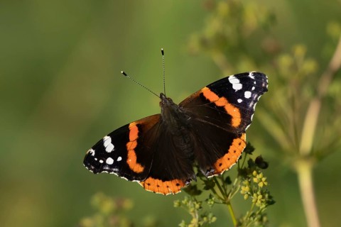 Red admiral butterfly (Vanessa atalanta) adult insect resting on a plant in summer, Suffolk,