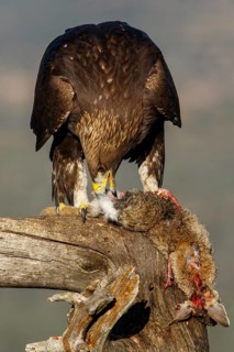 Golden Eagle (Aquila chrysaetos) immature, first winter plumage eating a rabbit, Castile and Leon,