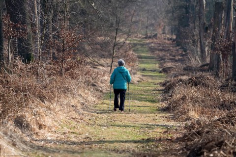 An oak forest as natural burial grave site, Friedwald, Reinhardswald Forest, Weser Uplands,