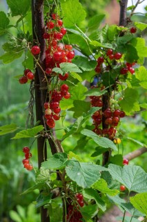 Redcurrant bush (Ribes rubrum) with unripe and ripe berries, North Rhine-Westphalia, Germany