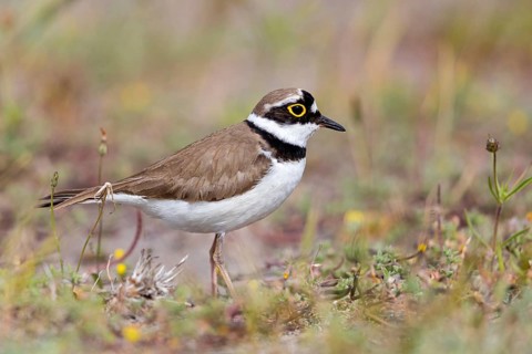 Little Ringed Plover, Little Ringed Plover, (Charadrius dubius), plover family, biotope, foraging,