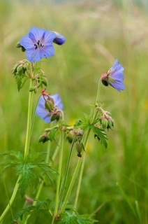 Geraniaceae, geranium pratense, stork beak, meadow stork beak, flora, high size, portrait format,