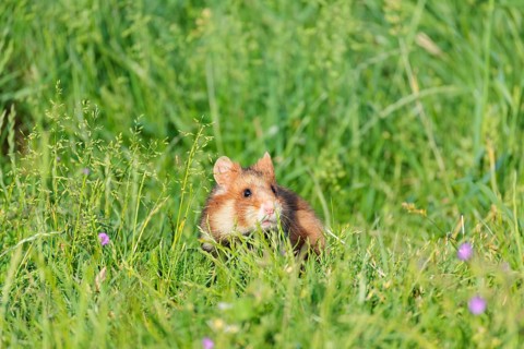 A European hamster (Cricetus cricetus) collects herbs, grass and blossoms in a green meadow.